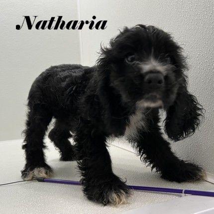 puppy, for, sale, Cocker Spaniel, Joe & Cherri  Overlease, dog, breeder, Miller, MO, dog-breeder, puppy-for-sale, forsale, nearby, find, puppyfind, locator, puppylocator, aca